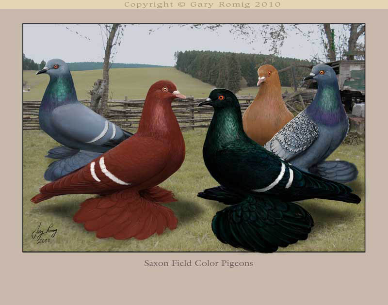 Field Pigeons