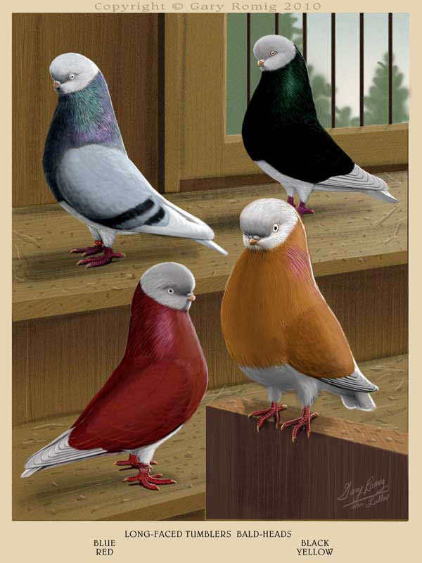 tumblers pigeon Tumbler Pigeon art English by Romig Gary Longface