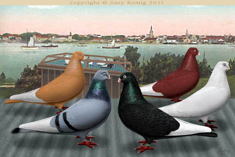 tumbler pigeons Romig art Pigeon Gary Highflyers: by Memeler