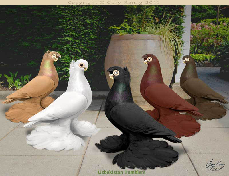 tumblers uzbek pigeons Gary UzbekistanTumblers: by Romig Pigeon art