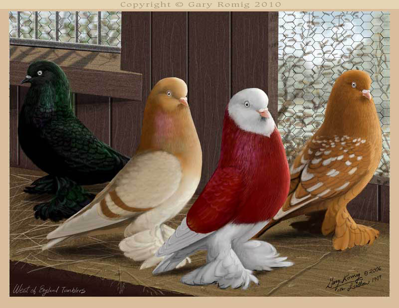 West of in the loft: Pigeon art by Gary