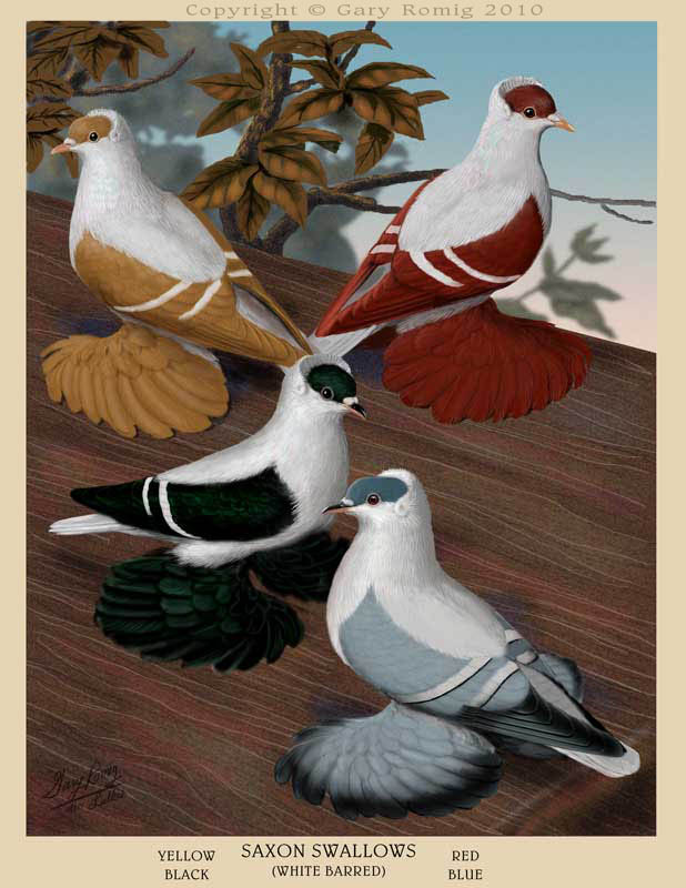 Swallows Fulton