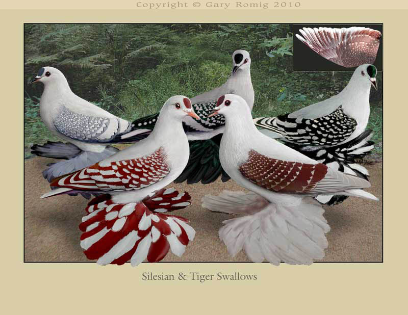 Silesian & Tigers
