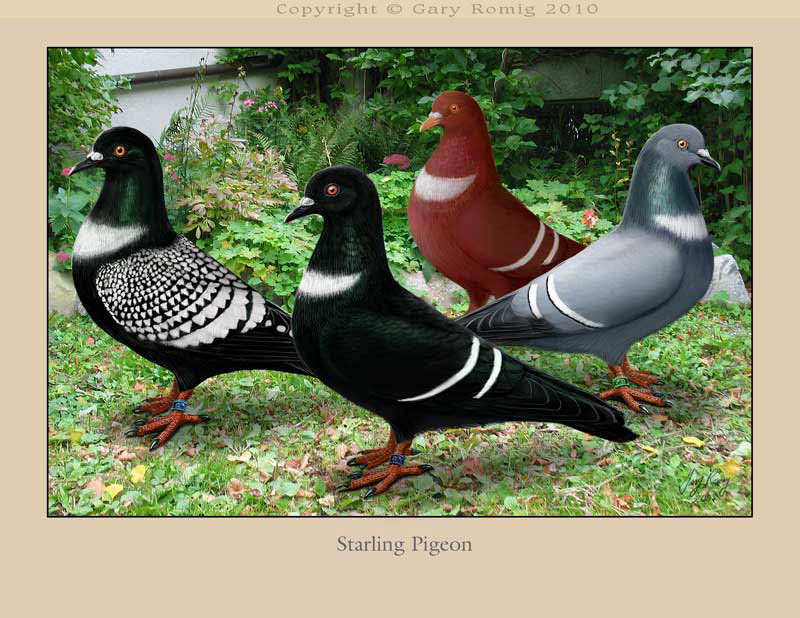 Starlings