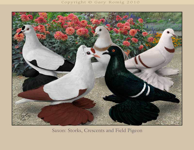 Stork Crescents