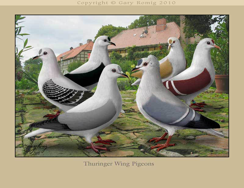 Th wings 2